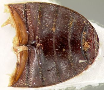 Media type: image;   Entomology 23554 Aspect: pygidium